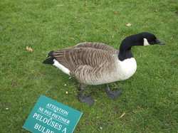 Les Traigniers au bois de Boulogne le 17 mars 2013