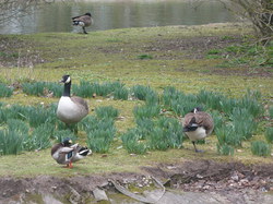 Les Traigniers au bois de Boulogne le 17 mars 2013