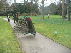 Les Traigniers au bois de Boulogne le 17 mars 2013