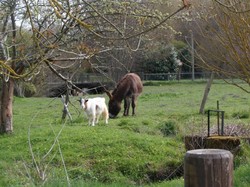 Chemillé-sur-Dême - reconnaissance