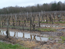 Randonnée à Cravant les Coteaux