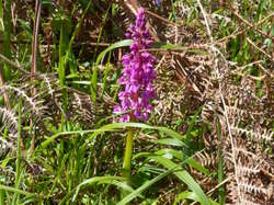 La Chapelle aux Choux (72)