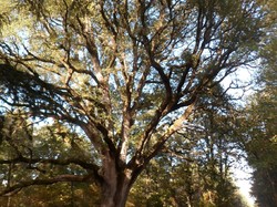 LE LOUROUX - randonnée du 21/10/2017