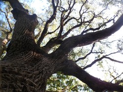 LE LOUROUX - randonnée du 21/10/2017