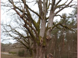 Les Essards - randonnée du 03/03/2019