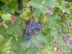 Randonnée à Benais samedi 19 octobre 2013