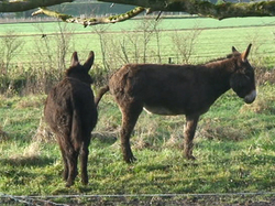 Randonnée à Luynes du 05 janvier 2014