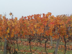 Randonnée à Saint Nicolas de Bourgeuil