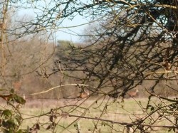 Randonnée Avrillé-les-Ponceaux 03/02/2019