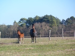 Randonnée Avrillé-les-Ponceaux 03/02/2019