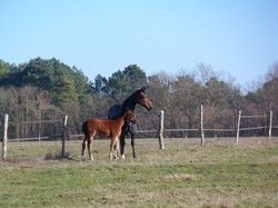 Randonnée Avrillé-les-Ponceaux 03/02/2019