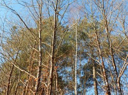 Randonnée Avrillé-les-Ponceaux 03/02/2019