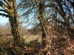 Randonnée Avrillé-les-Ponceaux 03/02/2019