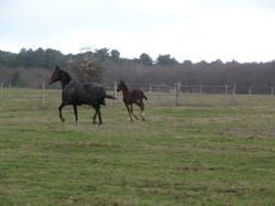 Randonnée Avrillé-les-Ponceaux 03/02/2019