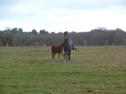 Randonnée Avrillé-les-Ponceaux 03/02/2019