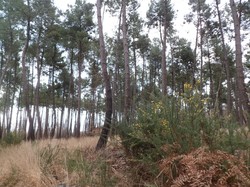 Randonnée Avrillé-les-Ponceaux 03/02/2019