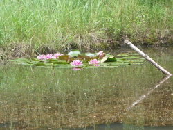 Randonnée de 10,650 km en Foret de Larcay 37270