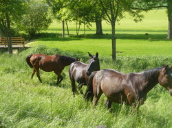 Randonnée de 13,700 km à 37800 St Epain