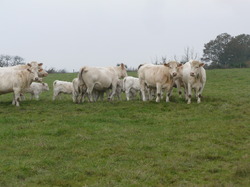 Randonnée du 17/11/2012 à Braye-Marcilly