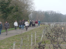 Randonnée Rochecorbon de 14 et 8 km 03/03/2013