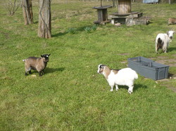 Randonnée Rochecorbon de 14 et 8 km 03/03/2013