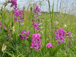 Randonnée surprise 15/06/2024