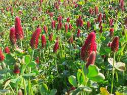 Rouziers-de-Touraine Barbecue 26/05/2024