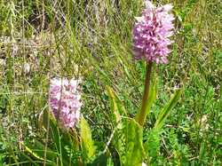 Rouziers-de-Touraine Barbecue 26/05/2024