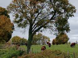 Saint-Aubin-Le-Dépeint 02/11/2025