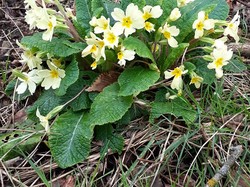 Saint-Benoit-la-Forêt 18/03/2023