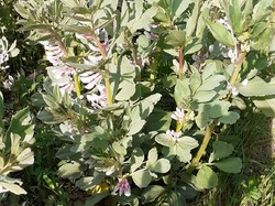 SAINT-BRANCHS 09/05/2021