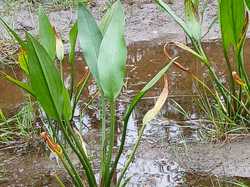 Sonzay - semi nocturne 31/05/2025