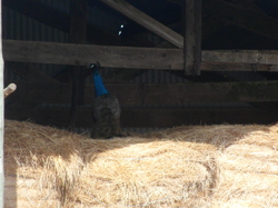 VILLAINES LES ROCHERS