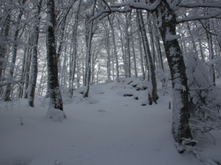 Week-End Raquettes à Chastreix-Sancy du 01-02 février 2014
