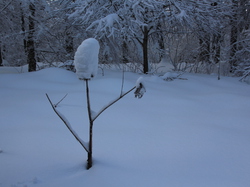 Week-End Raquettes à Chastreix-Sancy du 01-02 février 2014