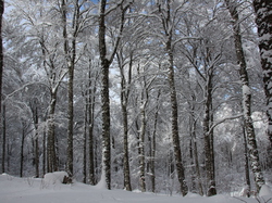 Week-End Raquettes à Chastreix-Sancy du 01-02 février 2014