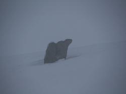 Week-end raquettes CHASTREIX