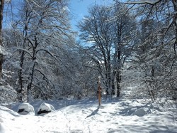 Week-end raquettes Picherande